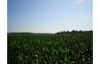 Property photo 13 - 139+/- Acres Offered in 3 Tracts
