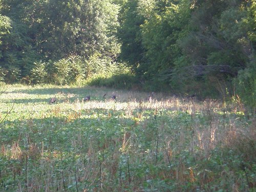 Property photo 9 - 139+/- Acres Offered in 3 Tracts