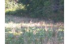 Property photo 31 - 139+/- Acres Offered in 3 Tracts