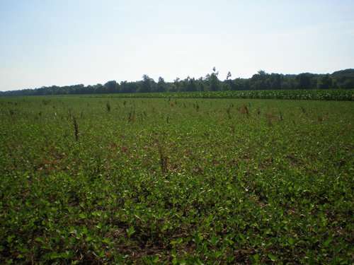 Property photo 8 - 139+/- Acres Offered in 3 Tracts