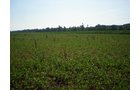 Property photo 8 - 139+/- Acres Offered in 3 Tracts