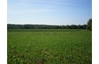 Property photo 19 - 139+/- Acres Offered in 3 Tracts