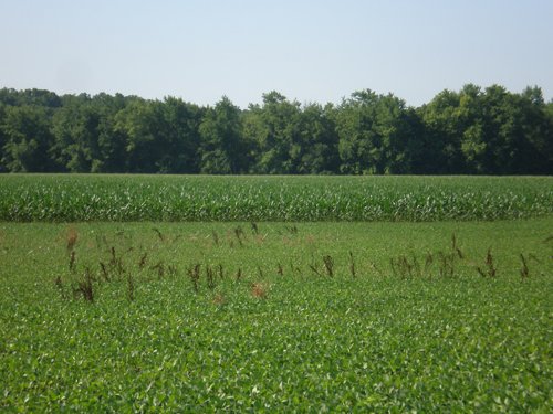 Property photo 14 - 139+/- Acres Offered in 3 Tracts