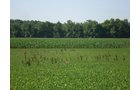 Property photo 14 - 139+/- Acres Offered in 3 Tracts