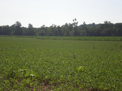 Property photo 27 - 139+/- Acres Offered in 3 Tracts