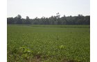 Property photo 27 - 139+/- Acres Offered in 3 Tracts
