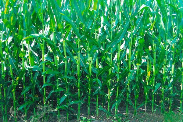 70.811 Acres Productive Tillable Land