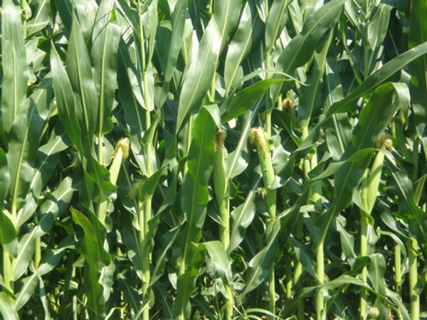 185+/- Acres Offered in 10 Tracts