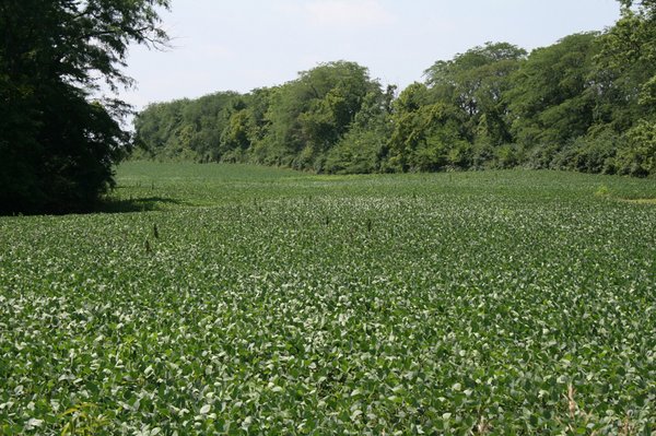 Land Auction: 111 Acres in 4 Tracts, Mostly Productive Tillable Land, Woods, Building Site