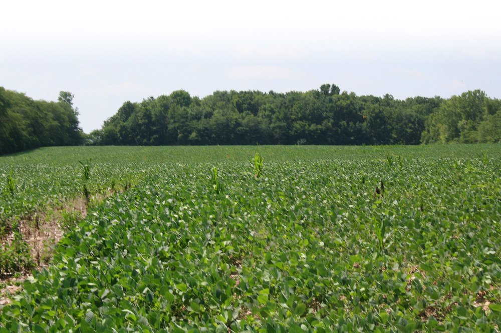 Property photo 2 - Land Auction: 111 Acres in 4 Tracts, Mostly Productive Tillable Land, Woods, Building Site