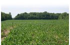 Property photo 2 - Land Auction: 111 Acres in 4 Tracts, Mostly Productive Tillable Land, Woods, Building Site