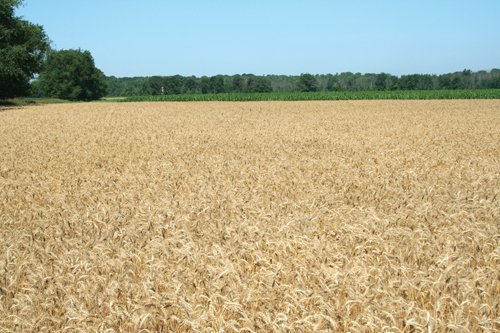 Property photo 9 - 363 Acres Offered in 9 Tracts