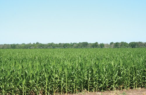 Property photo 11 - 363 Acres Offered in 9 Tracts
