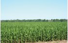 Property photo 11 - 363 Acres Offered in 9 Tracts