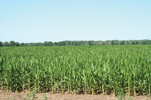 Property photo 26 - 363 Acres Offered in 9 Tracts