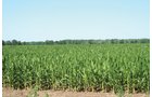 Property photo 26 - 363 Acres Offered in 9 Tracts