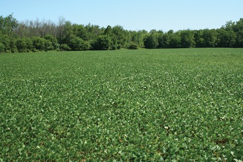 Property photo 6 - 363 Acres Offered in 9 Tracts