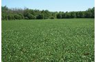Property photo 6 - 363 Acres Offered in 9 Tracts