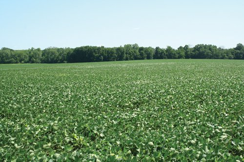 Property photo 23 - 363 Acres Offered in 9 Tracts
