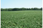 Property photo 23 - 363 Acres Offered in 9 Tracts