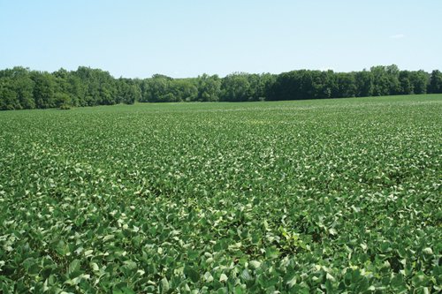 Property photo 1 - 363 Acres Offered in 9 Tracts