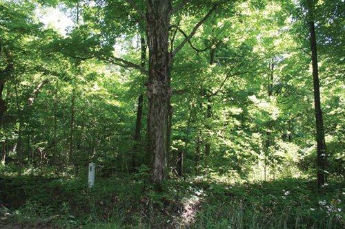 Property photo 30 - 363 Acres Offered in 9 Tracts