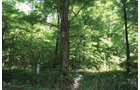 Property photo 30 - 363 Acres Offered in 9 Tracts