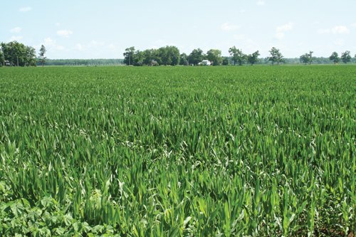 Property photo 25 - 363 Acres Offered in 9 Tracts