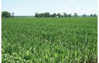 Property photo 25 - 363 Acres Offered in 9 Tracts