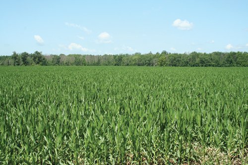 Property photo 24 - 363 Acres Offered in 9 Tracts