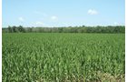 Property photo 24 - 363 Acres Offered in 9 Tracts