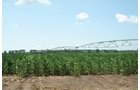 Property photo 16 - 363 Acres Offered in 9 Tracts