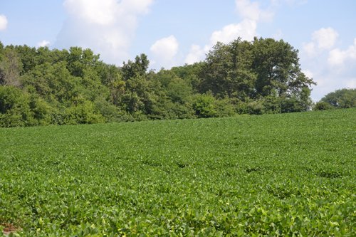 Property photo 2 - 367+/- Acres Offered in 7 Tracts