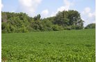 Property photo 2 - 367+/- Acres Offered in 7 Tracts