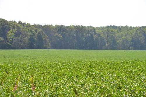 Property photo 3 - 367+/- Acres Offered in 7 Tracts