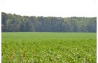 Property photo 3 - 367+/- Acres Offered in 7 Tracts