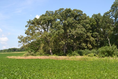Property photo 4 - 367+/- Acres Offered in 7 Tracts