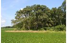 Property photo 4 - 367+/- Acres Offered in 7 Tracts