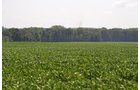 Property photo 1 - 367+/- Acres Offered in 7 Tracts