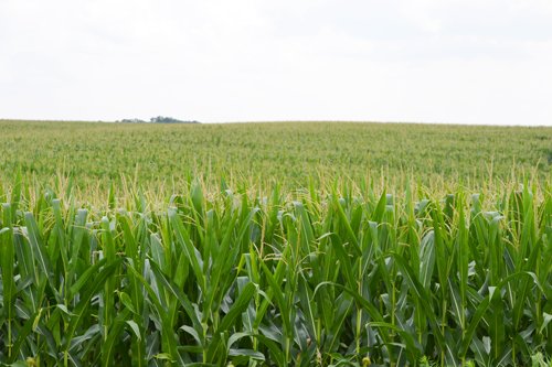 Property photo 6 - 2,054+/- Acres Offered in 28 Tracts