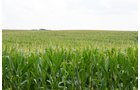 Property photo 6 - 2,054+/- Acres Offered in 28 Tracts