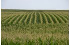 Property photo 5 - 2,054+/- Acres Offered in 28 Tracts
