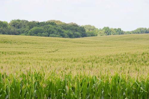 Property photo 4 - 2,054+/- Acres Offered in 28 Tracts