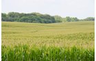 Property photo 4 - 2,054+/- Acres Offered in 28 Tracts