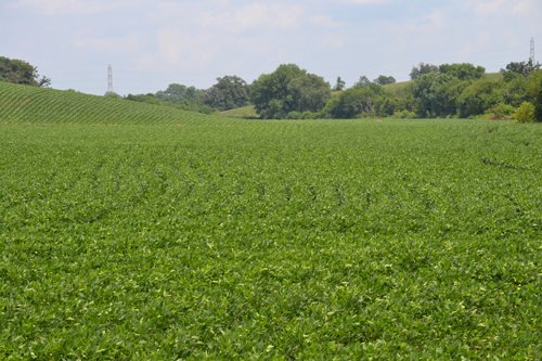 Property photo 3 - 2,054+/- Acres Offered in 28 Tracts