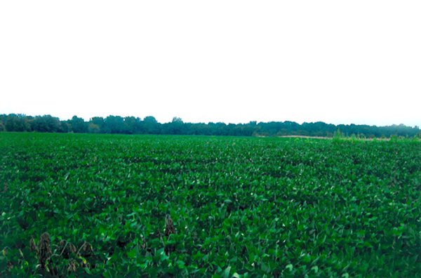 49+/- Acres Farmland