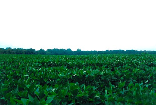 Property photo 2 - 49+/- Acres Farmland