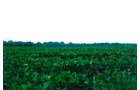 Property photo 2 - 49+/- Acres Farmland