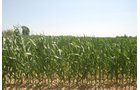 Property photo 18 - Land Auction - 62 Acres in 6 Tracts. Productive Tillable Land, Potential Commercial Sites, Investment Potential