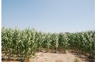 Property photo 10 - Land Auction - 62 Acres in 6 Tracts. Productive Tillable Land, Potential Commercial Sites, Investment Potential